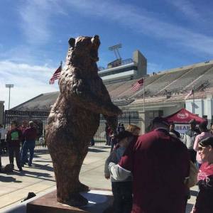 bear-2