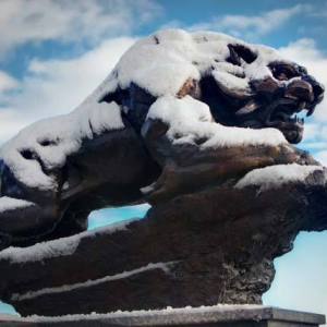 binghambearcat-04