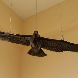 goldeneagleclarionuniversity2