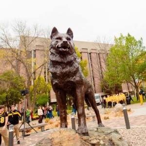 husky-1