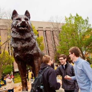 husky-4