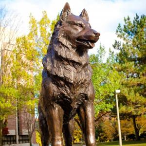 husky-gallery