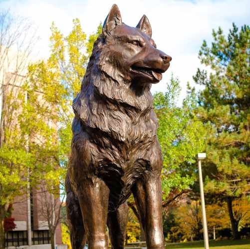 Husky - Michigan Tech University